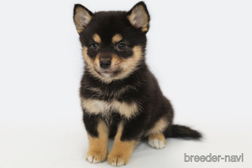 成約済の神奈川県のミックス犬-322555の1枚目